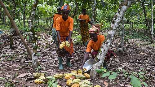 Fair Trade Helps Farmers, But Not Their Hired Workers