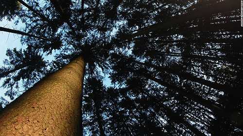 US cities are losing 36 million trees a year. Here's why it matters and how you can stop it