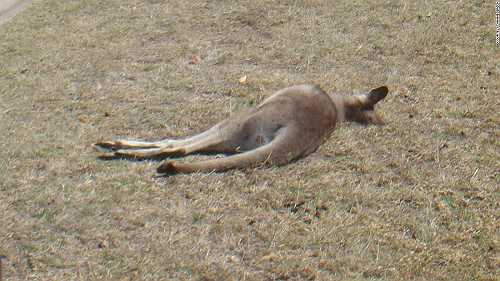 20 kangaroos killed in apparent hit-and-run spree