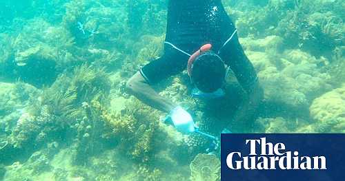 'Lobsters and octopuses are back': the Kenyan women leading a reef revival