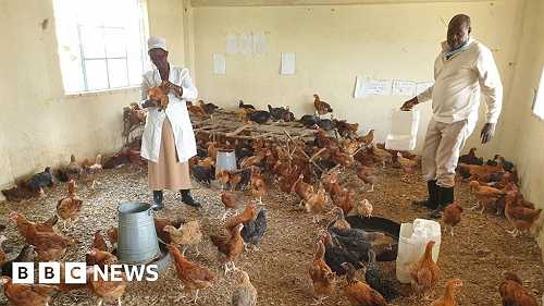 Coronavirus turns classrooms into chicken coops