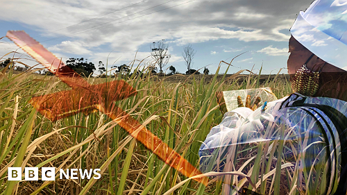 Living in fear of sugar cane serial killings