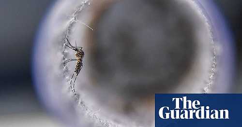 Climate crisis ‘may put 8bn at risk of malaria and dengue’ Climate crisis ‘may put 8bn at risk of malaria and dengue’