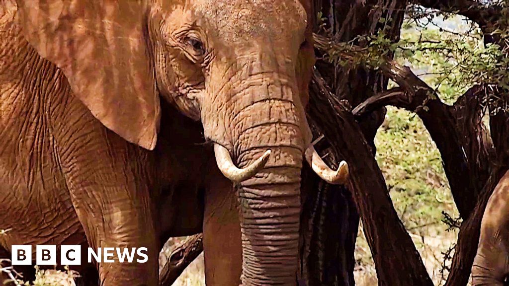 Kenya holds biggest ever animal census