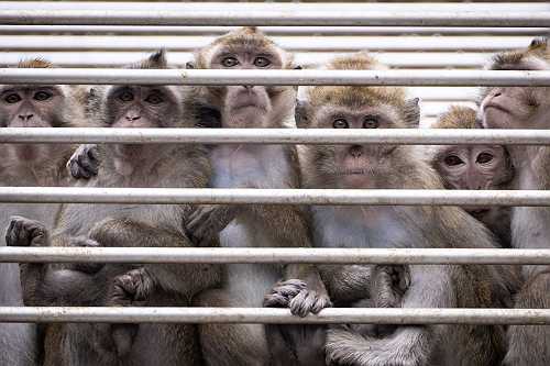 Wait, What!? 40 Monkeys On The Loose In South Carolina After Busting Out Of A Research Facility&nbsp;