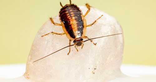 New Home, No Pests: Tips to Keep German Cockroaches Out - CelebMix
