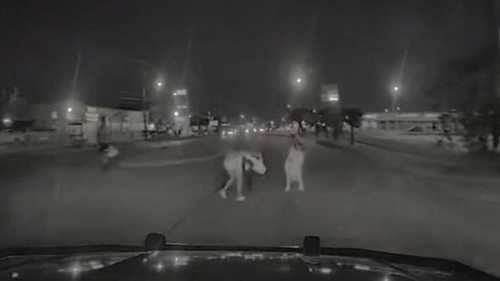 Why is this Houston Cop Who Fatally Ran Over a Black Woman Back on the Payroll?