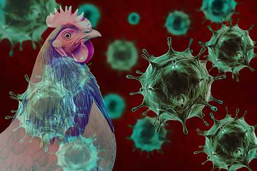Louisiana Resident Becomes First Severe Bird Flu Case in the U.S., CDC Confirms