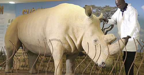 Kenya plans to use IVF in bid to prevent white rhinos from becoming extinct | Africanews