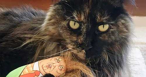 Cat mistakenly left on a plane, takes 3 trips covering 4,500 miles: 