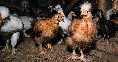 Should people be concerned about bird flu? Here's what a new study says about mutations