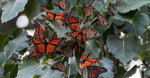 Monarch butterfly population in Western U.S. nears record 30-year low. Here's what to know.