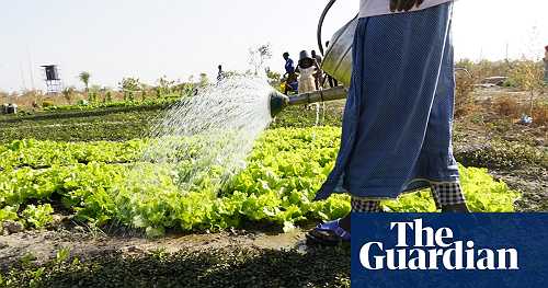 ‘We water, rest, water’: the green belt of vegetable plots cooling a city