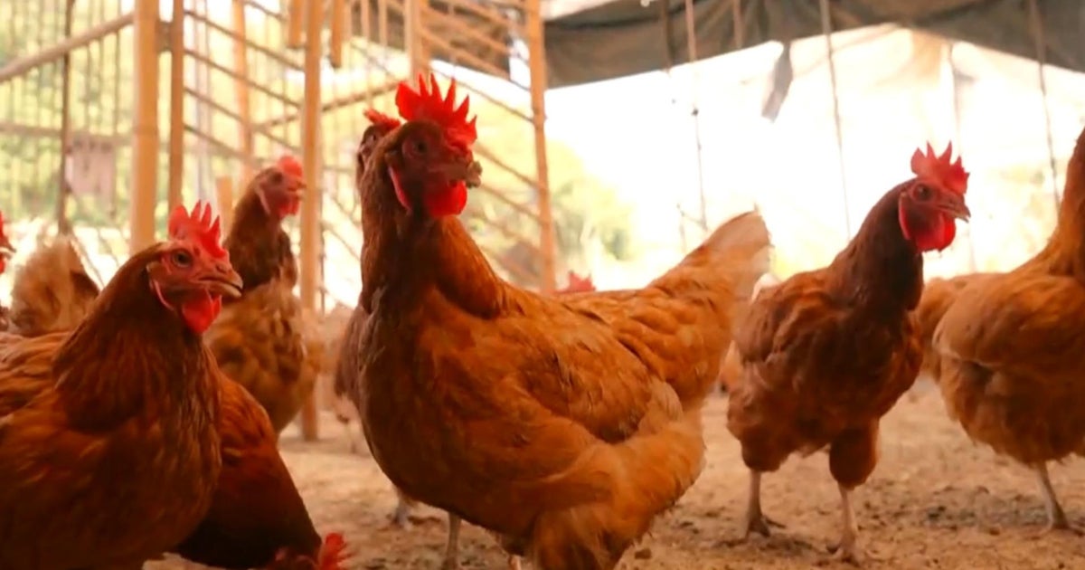 Bird flu outbreak has Americans desperate for eggs