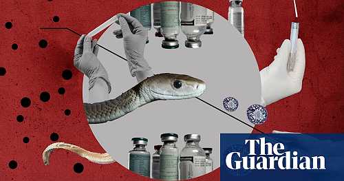 ‘It’s a cowboy show out there’: the deadly lottery of the snakebite antivenom industry