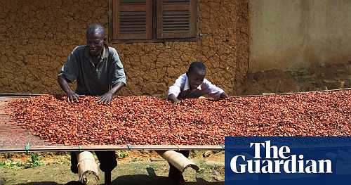 Climate crisis contributing to chocolate market meltdown, research finds