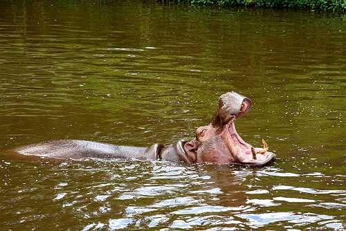 Prayers Up! New Jersey Husband Sues Tour Company After Wife Was Fatally Attacked By Hippo During Safari In Africa
