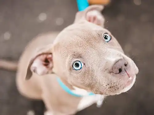 Memphis man claims his dog shot him while in bed - Face2Face Africa