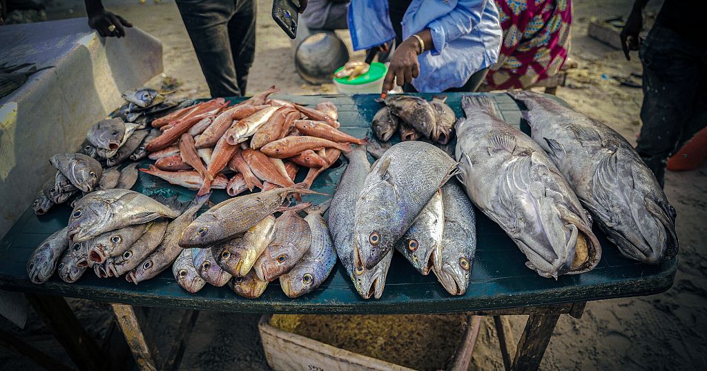 Senegal’s fishing crisis: Overfishing, migration, survival | Africanews Senegal’s fishing crisis: Overfishing, migration, survival | Africanews