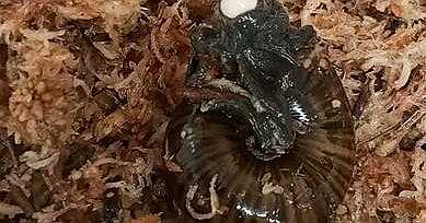 Rare New Zealand snail filmed laying egg from its neck