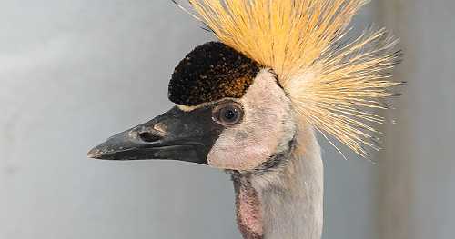 Crane escaped from Washington zoo found after strolling near town, hanging with 