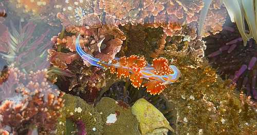Famous for its waves, California's Mavericks draws visitors for a different kind of contest