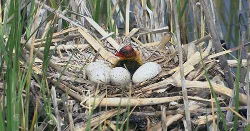 Researchers alarmed over declining bird populations