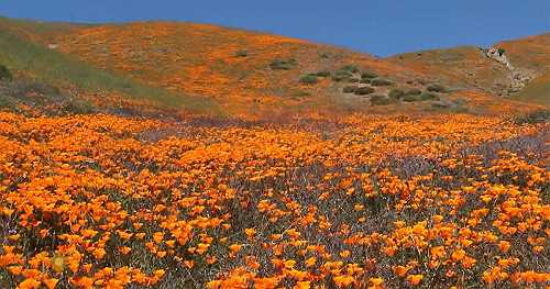 Nature: Poppies in California