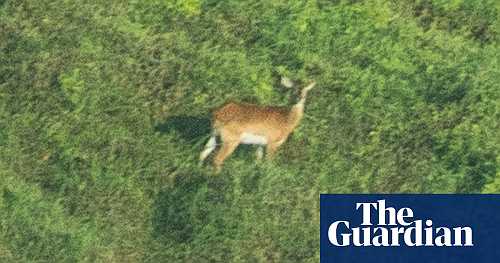 Nearly extinct ‘forgotten antelope’ photographed for first time in DRC
