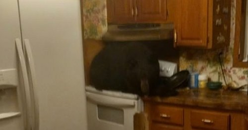 Bear found sitting on stove inside Kentucky home after crashing through ceiling