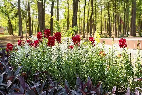 Lone Star College System achieves national recognition with Level II arboretum accreditation