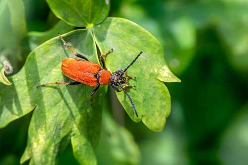 Seasonal Pest Prevention: Year-Round Home Tips