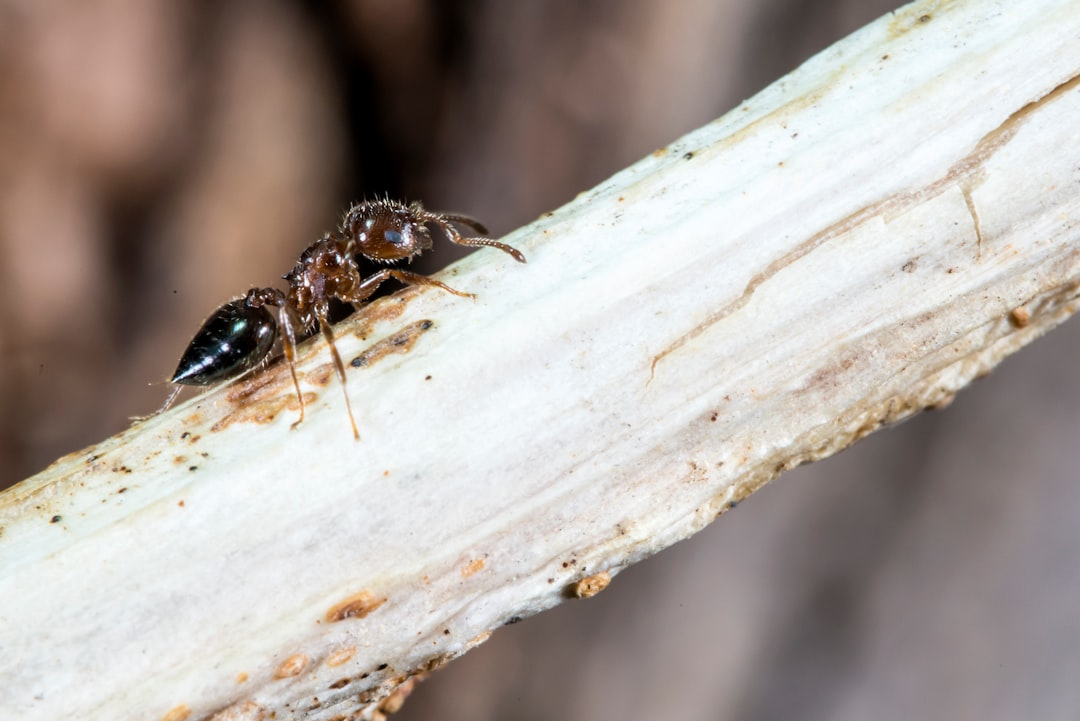 Termite Protection: Bonds, Warranties & Inspections