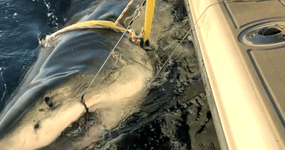 1,700-pound great white shark named Contender spotted off North Carolina coast