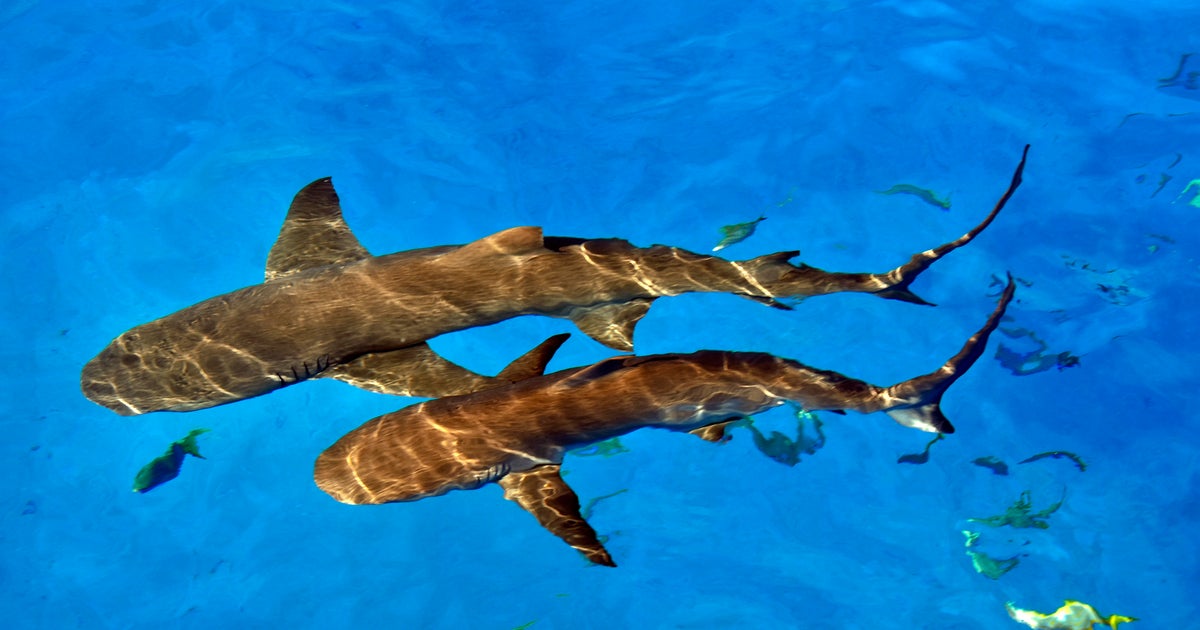 Trump pardons 2 divers who freed 19 sharks caught in fisherman