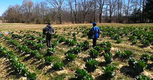Major USDA cuts cripple food banks, school food programs in North Carolina