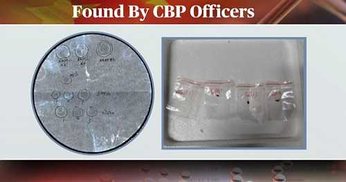 Toxic fungus smuggling case highlights safety issues facing research labs