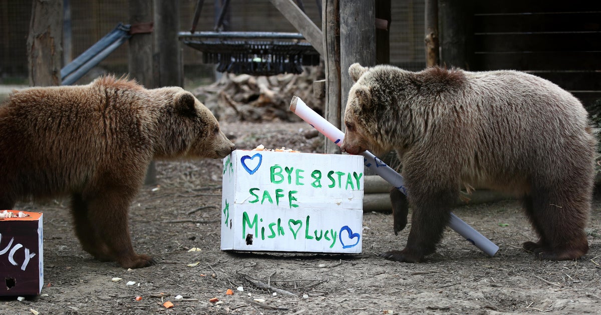Bears escape wildlife park enclosure, devour a 7-day supply of honey, then fall asleep