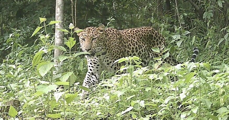 Critically endangered leopard caught on camera in Bangladesh forest: "Extremely rare and secretive species"