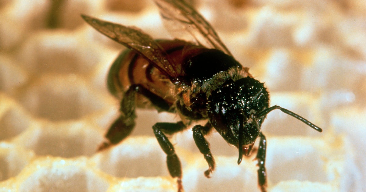 Killer bees prompt response by Alabama officials as invasive swarms spotted across U.S.