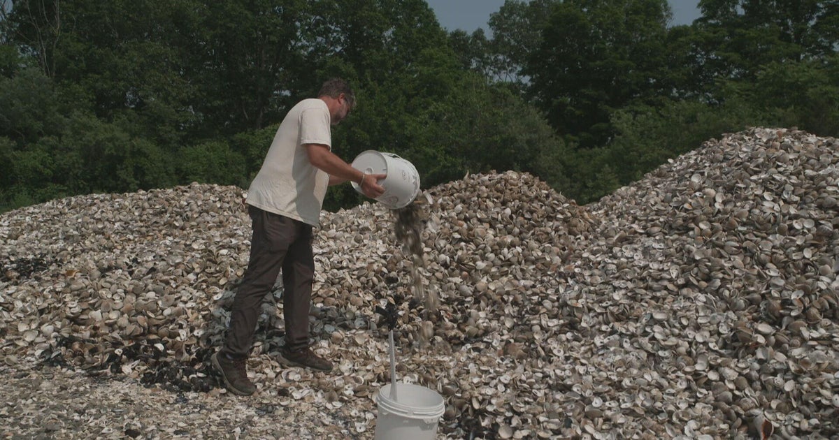 Used oyster shells dumped into water off Connecticut to help restore ecosystem