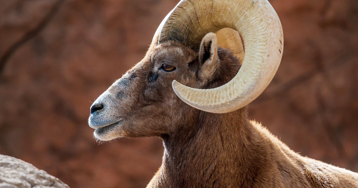Bighorn sheep are disappearing in Texas. Wildlife biologists are stepping in.