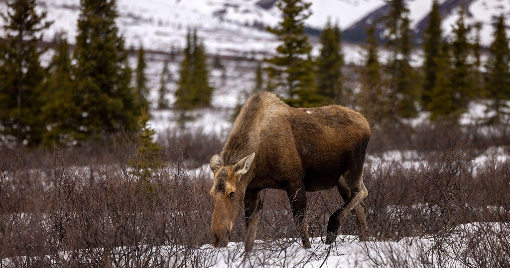 Driver killed, passenger hurt after crashing into moose near Denali National Park