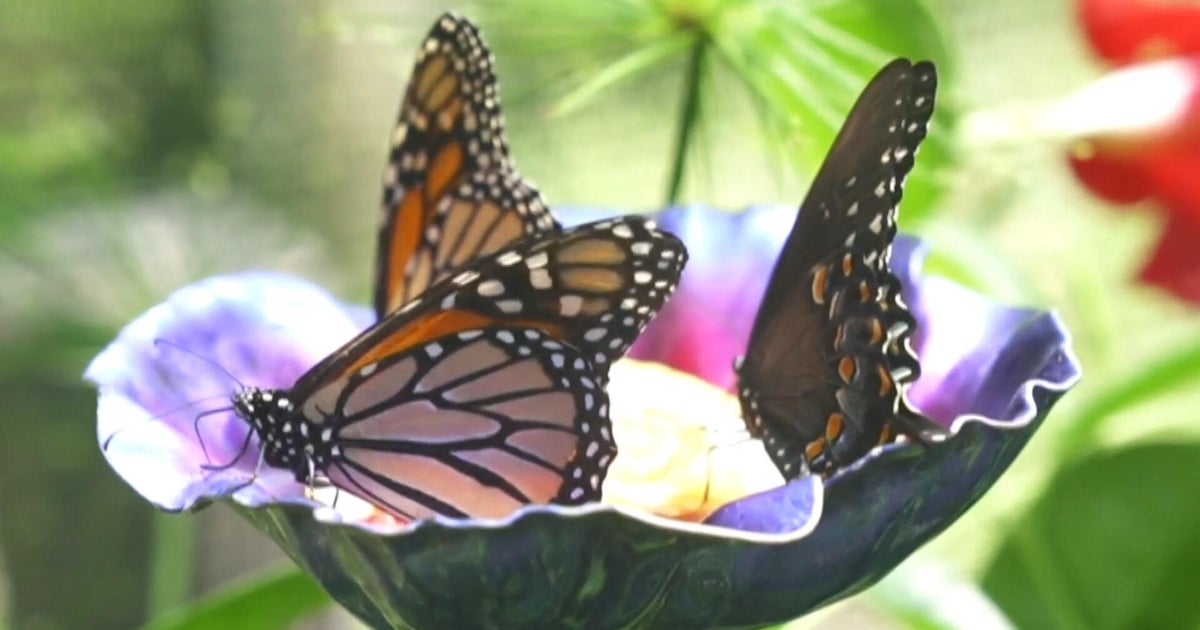 Number of butterflies decreasing across U.S.