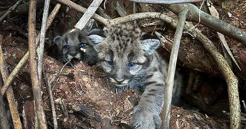 3-month-old endangered panther kittens killed by vehicle in Florida