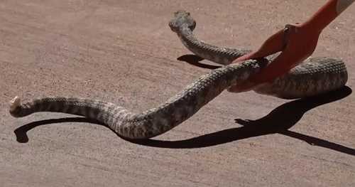 California residents learn to catch, save rattlesnakes
