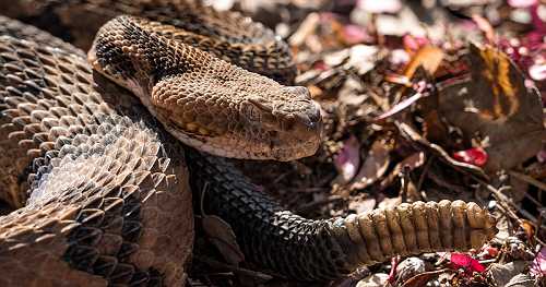 Hiker dies after being bitten by venomous snake in Tennessee state park