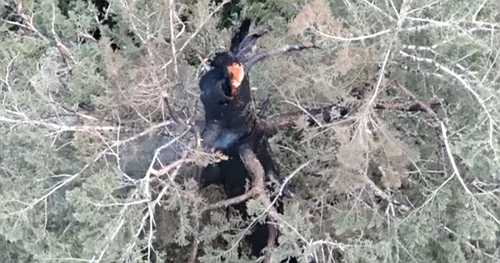 Fire burning in one of the tallest trees in the world, Oregon crews trying to extinguish it