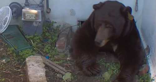 Man fed up over 550-pound bear who refuses to leave his crawl space