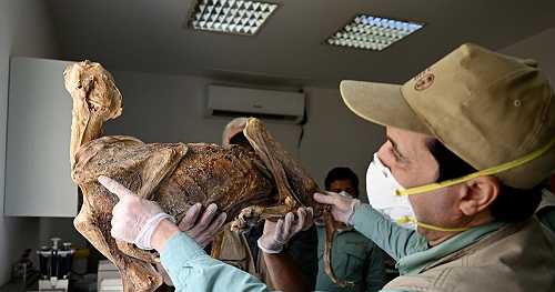 Mummified cheetahs discovered in caves in Saudi Arabia: "Something that I